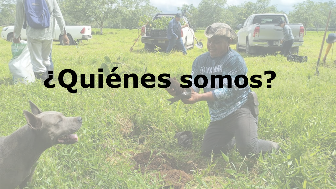 Reforestacion Arboles